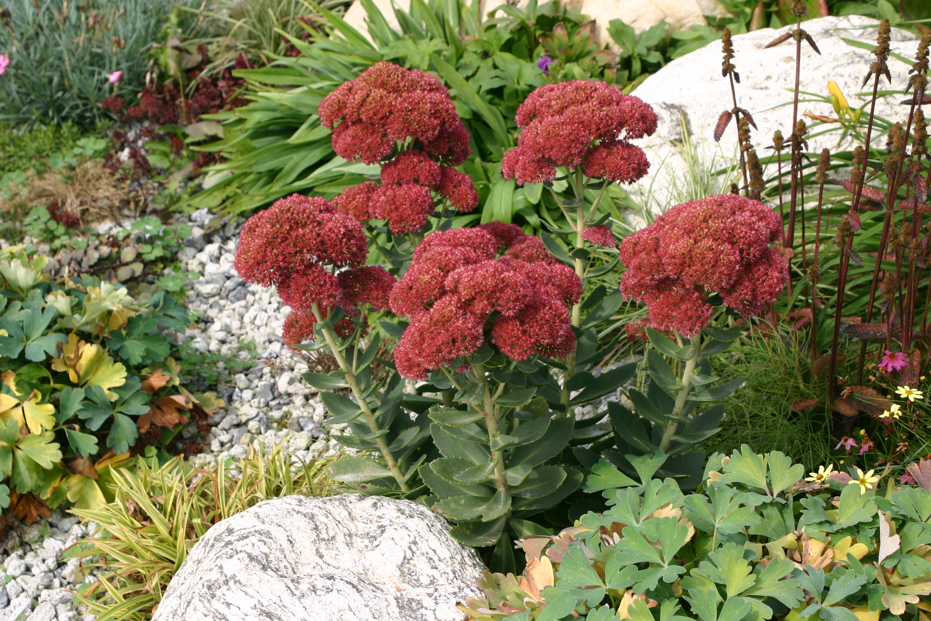 Sedum spectabile 'Joy'